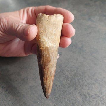 Dinosaure - Dent fossile - Spinosaurus aegyptiacus - 95 mm -