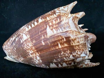 Escargot de mer Coquillage marin - S-415 CYMBIOLA IMPERIALIS