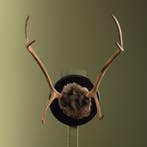 Rendier Gewei Taxidermie Opgezette Dieren By Max, Ophalen of Verzenden, Opgezet dier