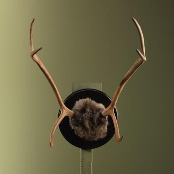 Rendier Gewei Taxidermie Opgezette Dieren By Max, Ophalen of Verzenden, Nieuw, Wild dier, Opgezet dier