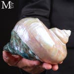 Topkwaliteit - Parelachtige turban-zeeschelp -, Verzamelen