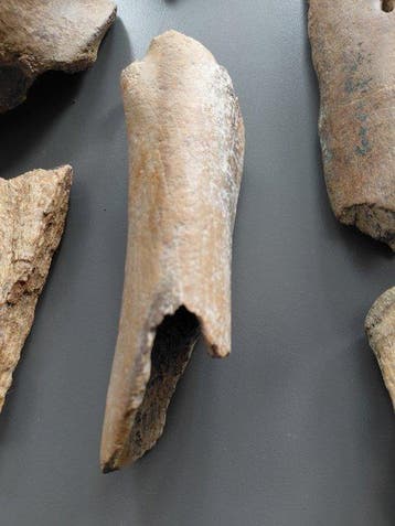 Wolharige mammoet - Gefossiliseerd dier (Zonder