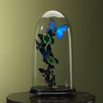 Vlinders in Stolp Taxidermie Opgezette Dieren By Max, Ophalen of Verzenden, Opgezet dier