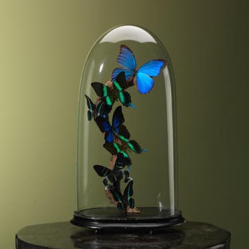 Vlinders in Stolp Taxidermie Opgezette Dieren By Max, Verzamelen, Ophalen of Verzenden, Nieuw, Insect, Opgezet dier
