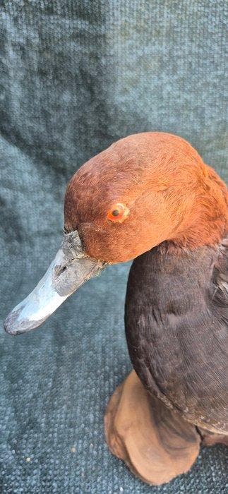 Milouin-eend Taxidermie wandmontage - Aythya ferina -, Nieuw