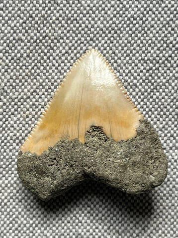 Megalodon-tand 4,0 cm - Fossiele tand - Carcharocles
