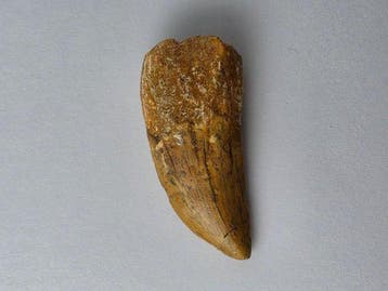 Carcharodontosaurus - Fossiele tand - Carcharodontosaurus -