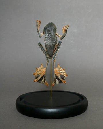 Kikker Taxidermie volledige montage - Racophorus reinwardtii