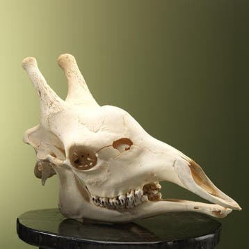 Giraf Schedel Taxidermie Opgezette Dieren By Max, Ophalen of Verzenden, Nieuw, Wild dier, Opgezet dier