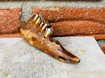 Fossiel bot - Fossiel kaakfragment met kiezen van een, Verzamelen