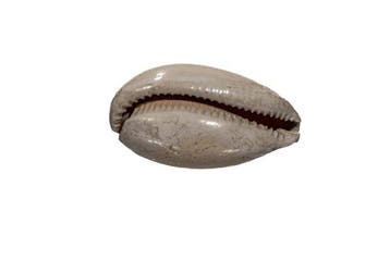 Siphocypraea problematica (61mm) - Caloosahatchee Pliocene