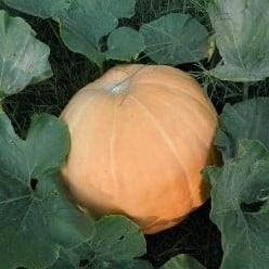Pacific Giant Reuzenpompoen zaden, Nieuw