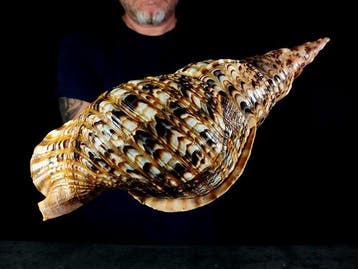 enorme tritone-trompet Taxidermie volledige montage -, Nieuw