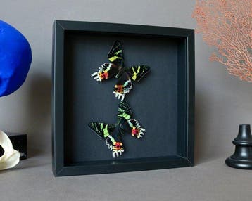 Vlinder Taxidermie volledige montage - Urania ripheus - 23, Nieuw