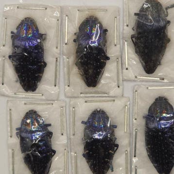 kever Taxidermie volledige montage - Polybothris sumptuosa, Verzamelen, Nieuw