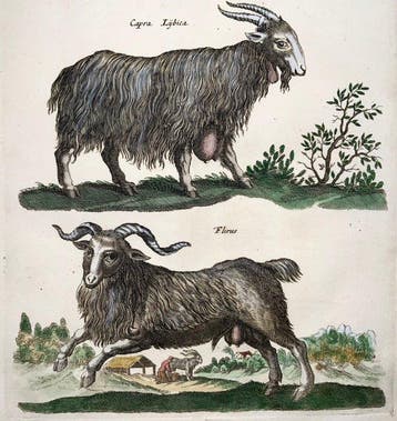 Matthäus Merian (1593-1650) - hand coloured folio, Ibex,