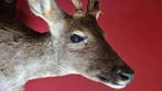 Ree Taxidermie volledige montage - Capreolus capreolus -