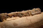 Wollige neushoorn onderkaak - Fossiele matrix - Coelodonta