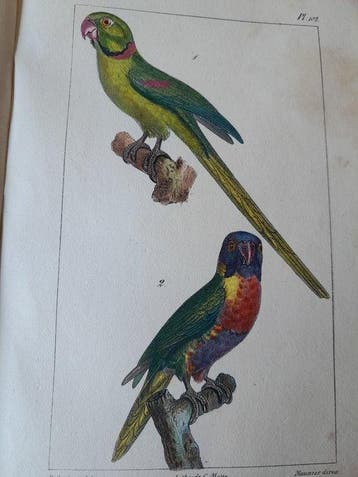 Buffon-Daubenton - Oeuvres complètes: les oiseaux,avec un