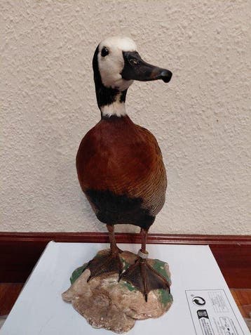Eend Taxidermie volledige montage - Dendrocygna viduata