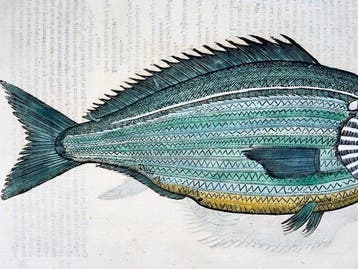 Aldrovandi; Fish, Sea Bream - folio with 2 woodcuts - 1638