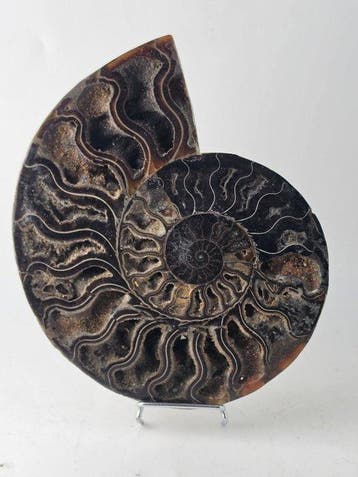 Ammoniet - Gefossiliseerd dier - Aioloceras (Cleoniceras), Verzamelen, Mineralen en Fossielen