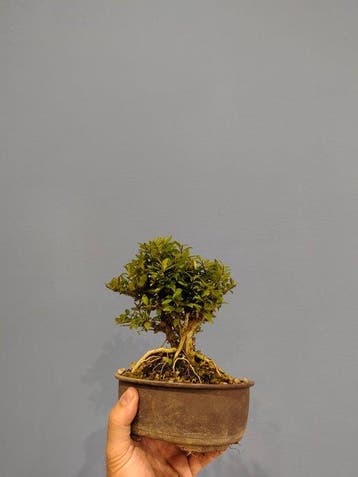 bonsaï de Lonicera - Hauteur (arbre) : 15 cm - Profondeur