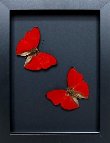 Papillon Support de corps entier pour taxidermie - Cymothoe