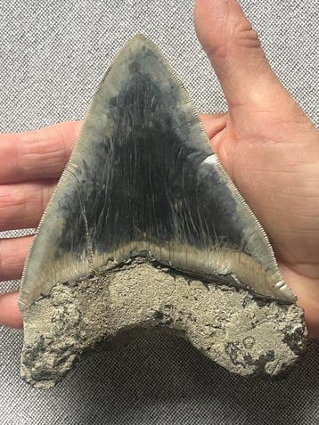 Grote Megalodon-tand 13,4 cm - Fossiele tand - Carcharocles