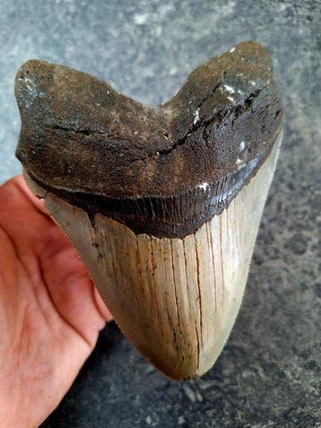 Megalodon - Fossiele tand - 13.5 cm - 10.1 cm