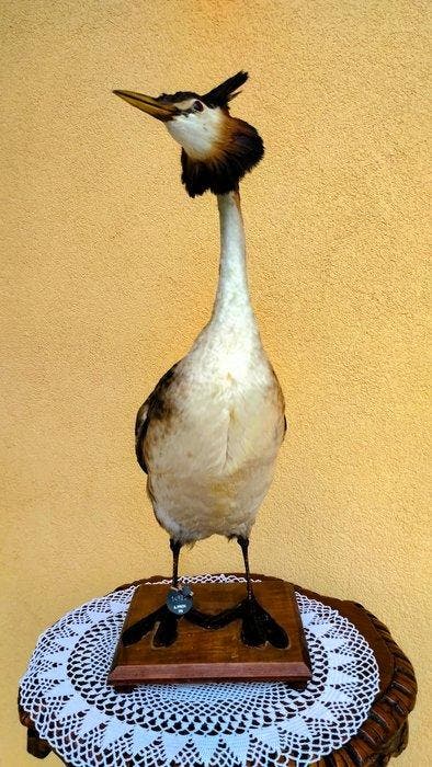 Grote kuiffuut Taxidermie volledige montage - Podiceps, Verzamelen, Dierenverzamelingen