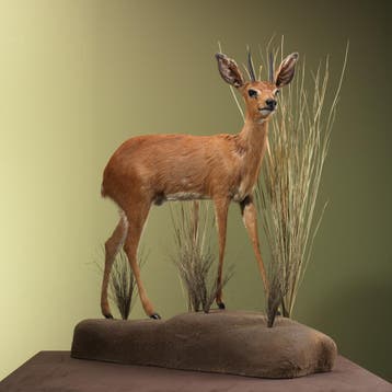 Steenbokantilope Taxidermie Opgezette Dieren By Max, Ophalen of Verzenden, Nieuw, Wild dier, Opgezet dier