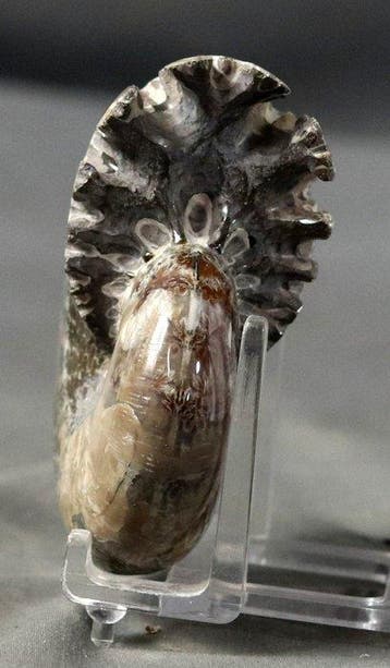 Adembenemende ammoniet - Topbehoud - Gefossiliseerd dier -