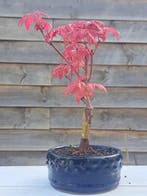 Japanese maple bonsai (Acer palmatum) - Hauteur (arbre) : 22