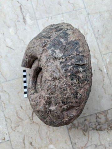 Ammoniet - Gefossiliseerde schelp - Hammatoceras - 25 cm -