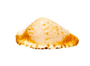 opvallend patroon $$$ GEM $$$ In topconditie $$$ Taxidermie, Nieuw