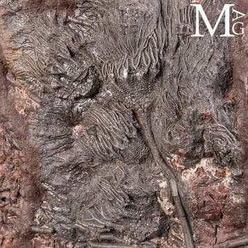 Uitermate zeldzaam fossiel exemplaar - Grote crinoïde op, Nieuw