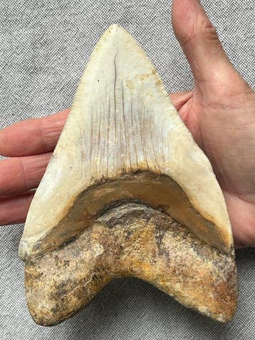Goliath Megalodon-tand 15,4 cm (6,06 inch) - Fossiele tand -