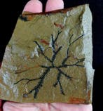 Spectaculaire graptolieten met uitzonderlijke, Verzamelen