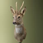 Reebok Wintervacht Taxidermie Opgezette Dieren By Max, Ophalen of Verzenden, Opgezet dier