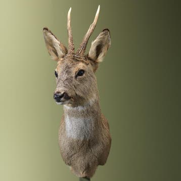 Reebok Wintervacht Taxidermie Opgezette Dieren By Max, Ophalen of Verzenden, Opgezet dier
