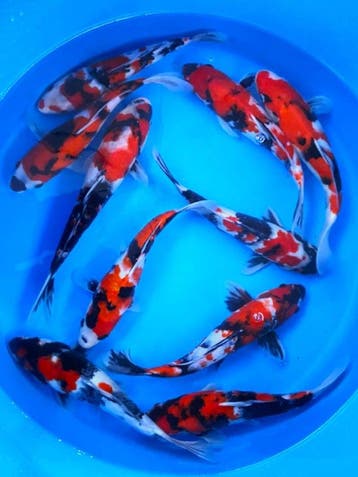 Hirasawa Marusei 29-34cm (Japanse Koi), Ophalen of Verzenden