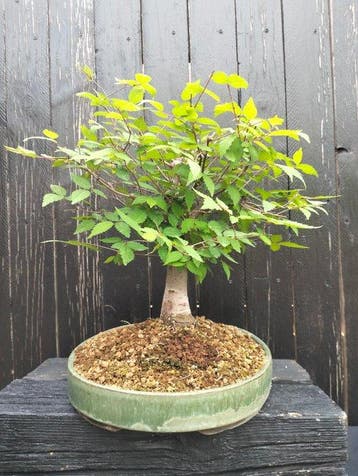 bonsai Zelkova serrata - Hoogte (boom): 30 cm - Diepte