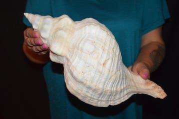Zeeslak Zeeschelp - S-661 TRIPLOFUSUS GIGANTEUS, Nieuw
