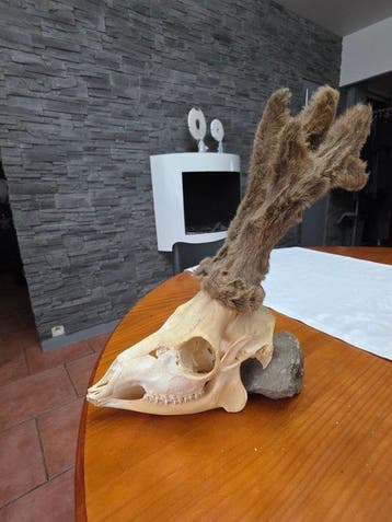 Ree Schedel - capreolus capreolus - 32 cm - 10 cm - 20 cm-