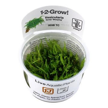 Tropica Vesicularia ferriei Weeping 1-2-grow! (medium), Verzenden, Nieuw