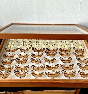 Historische wetenschappelijke collectie 42x tropische, Verzamelen, Dierenverzamelingen, Nieuw