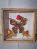 Papillon Support mural pour taxidermie - Atlas Attacus - 30, Collections