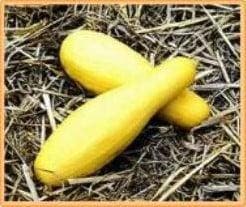 Courgette Saffron, Nieuw