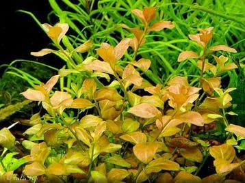 Ludwigia ovalis In Vitro, Verzenden, Nieuw